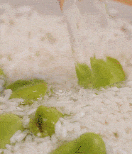 鍋底抹油，將淘洗干凈的大米，加蠶豆、清水，蓋蓋中火煮。